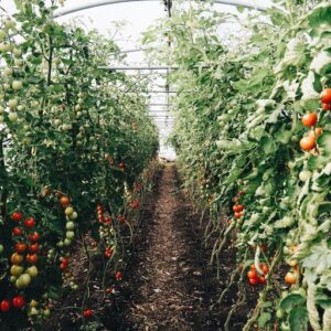 Økotopen: Et bæredygtigt mikrolandbrug